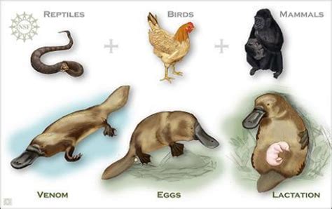 Scientists decode mixed-up platypus genome