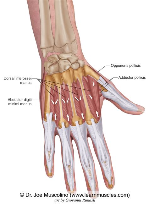 Dorsal Interossei Manus - Learn Muscles