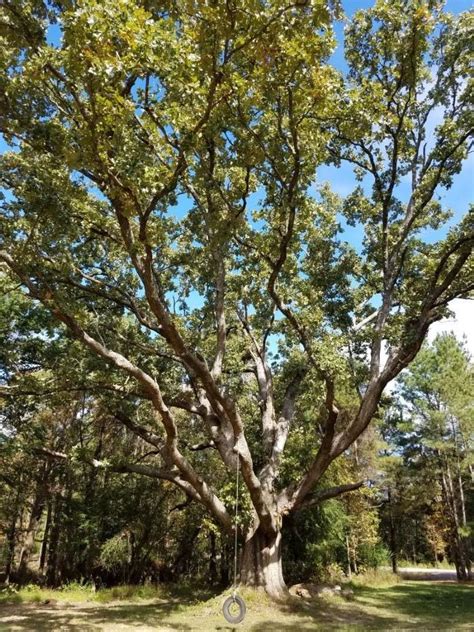 Post Oak (Quercus stellata) Co-Champion Pike County - Arkansas ...