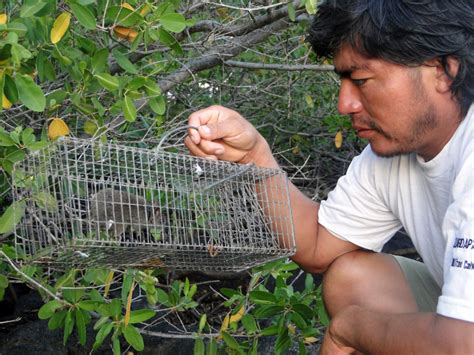 Especies Invasoras – Parque Nacional Galápagos