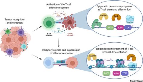 Mechanisms of T cell exhaustion guiding next-generation immunotherapy ...