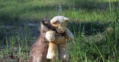 Kangaroo hugging a teddy bear : r/aww