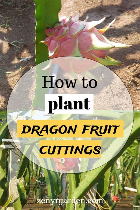 How to Plant Dragon Fruit Cuttings