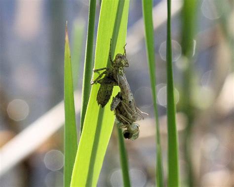 Dragonfly metamorphosis - first in series Photograph by Doris Potter - Pixels