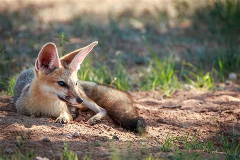 Desert Foxes | Species That Thrive in the Desert - All Things Foxes