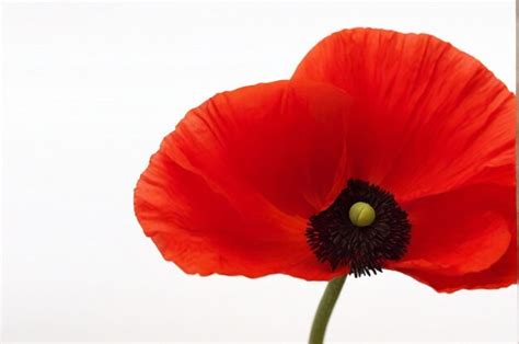 Premium Photo | Single flower of poppy