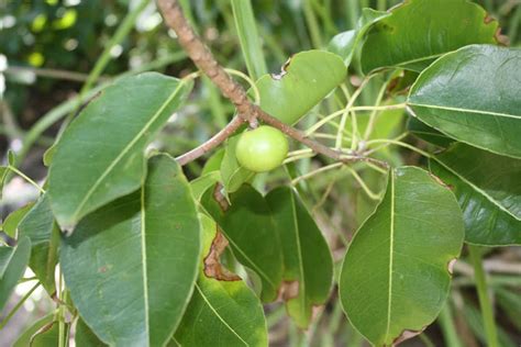 The BVIs: Basset's View of the Islands: Manchineel Tree