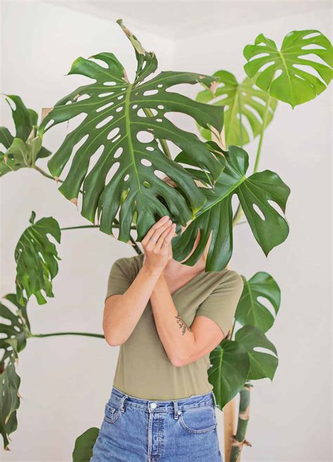 How to Care for Monstera Plants - A Beautiful Mess