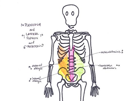 alla Poppy: Movement and Muscles at the Trunk flexion