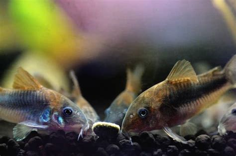 Caresheet: Bronze Corydoras | Corydoras aeneus | Aquariadise