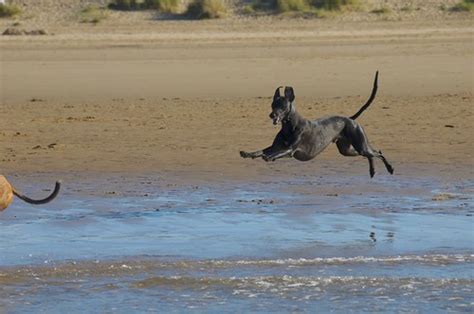 Holkham Beach | North Norfolk beach which the dogs love to p… | Flickr