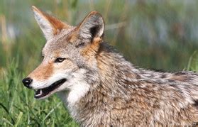 Coywolf Physiology - Meet The Coywolf