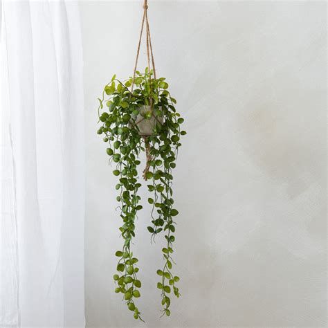 Hanging Potted Trailing Jade Plant