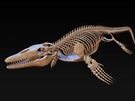 3d mosasaurus skeleton model