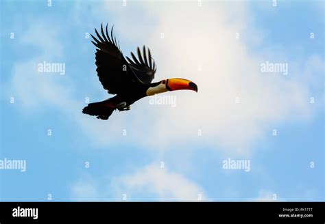 Flying toucan hi-res stock photography and images - Alamy