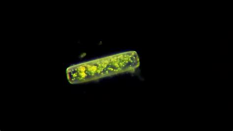 Live Diatom Algae Chloroplasts Motion Under Microscope, Magnification 400X Stock Footage Video ...