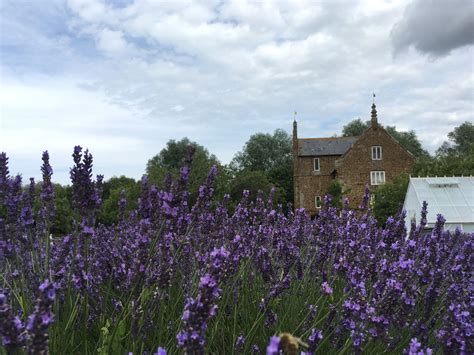 Norfolk Lavender, England. | Norfolk lavender, England, Norfolk