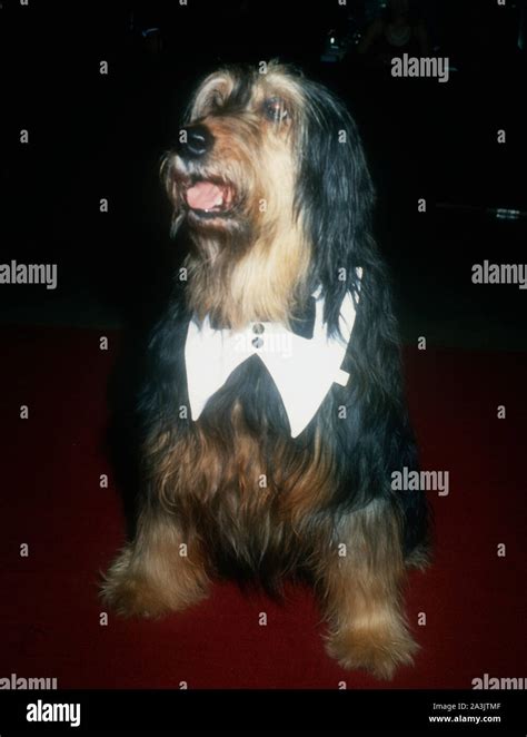 Los Angeles, California, USA 28th January 1995 Buck the Dog attends ...