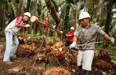 RSPO and Ulula partner to better monitor working conditions in Oil Palm Plantations - Roundtable ...