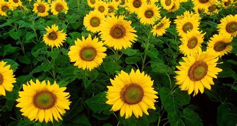 Kansas State Flower - The Sunflower - ProFlowers Blog