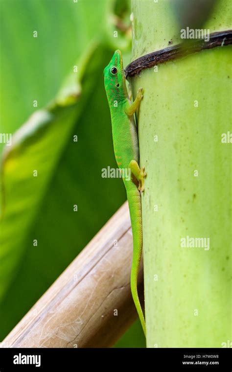 Andaman Day Gecko (Phelsuma andamanensis), India Stock Photo - Alamy