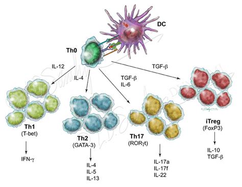 T Cell Differentiation – Sawchyn Medical Illustration