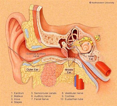 Understanding Williams Syndrome: Ears