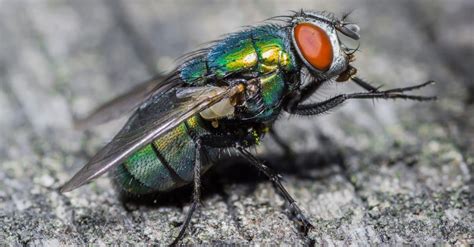 Fly Lifespan: How Long Do Flies Live? - A-Z Animals