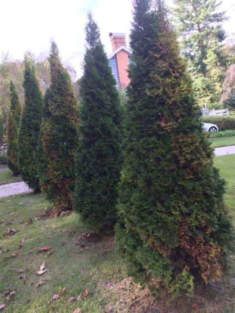 Plant Health Alert – Arborvitae Problems | N.C. Cooperative Extension