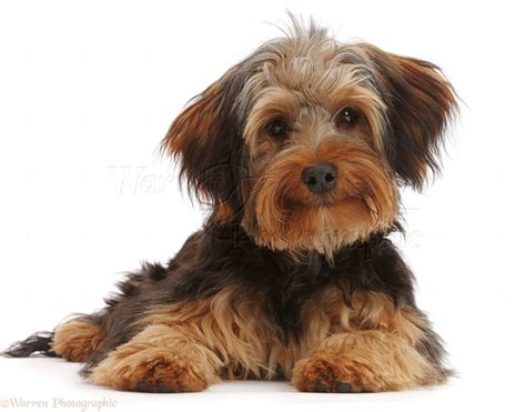 Yorkipoo dog photo - WP42191