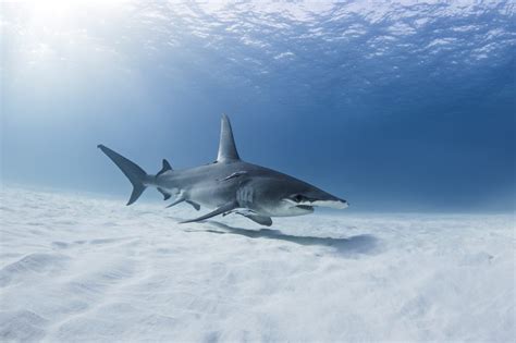 Great hammerhead shark - MarAlliance.org