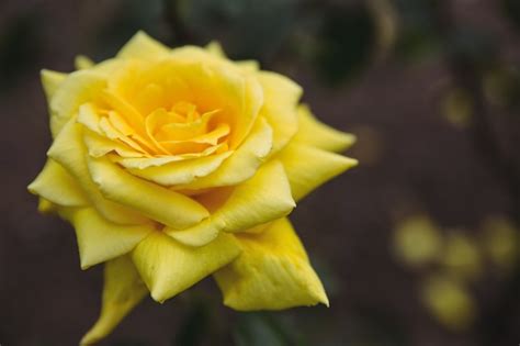 Free Photo | Close-up of yellow rose