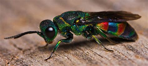 This beautiful rainbow insect is actually a wasp | Insects, Animals ...