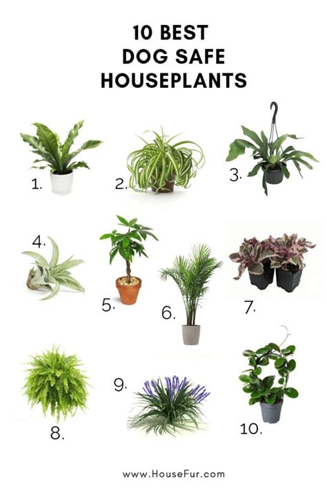 House Fur Lifestyle Blog | Dog safe plants, Safe house plants, House ...