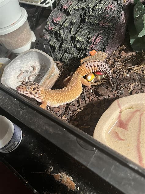 Is my leopard gecko too fat? : r/reptiles