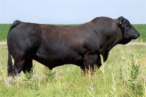 Hybrid Cows - Balancer Bulls & Cattle for Sale | Flying H Genetics