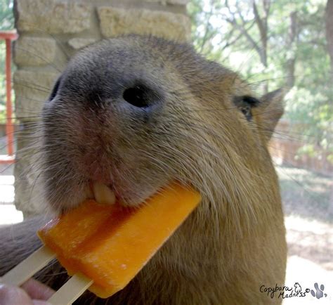 Baby Capybara Pet