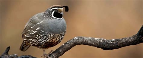 Quail Symbolism, Dreams, and Messages | Spirit Animal Totems