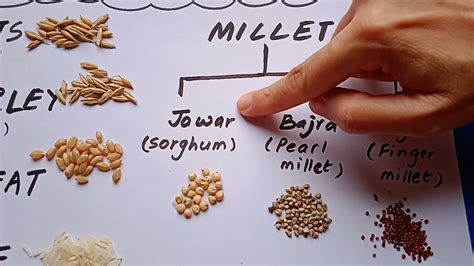 Cereals And Millets of India (Ragi, Bajra, Jowar, Oats, Barley, Wheat ...