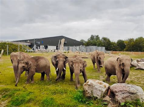 Blackpool Zoo's Bubble: Meet the Elephants | Latest News | Visit Blackpool