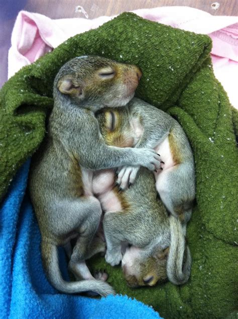 Baby Squirrels | The Wildlife Center of Virginia