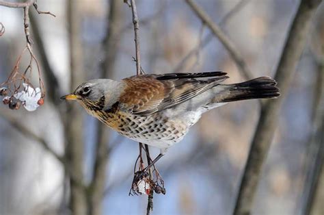 Fieldfare | Bird Identification Guide | Bird Spot