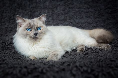 Ragdoll cat on a gray throw, photo by Katka Pruskova