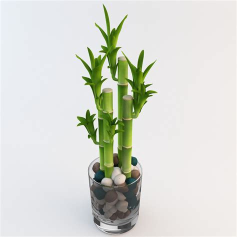 Chinese Lucky Bamboo - Stabroek News