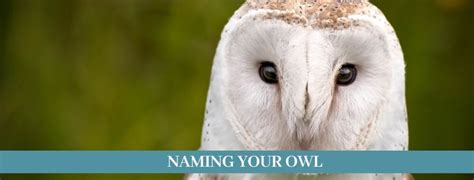 Best 300 Pet Owl Names Updated 2021 - Zoological World