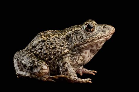 Gopher frog (Lithobates capito) at the Lowry Park Zoo in Tampa, FL ...