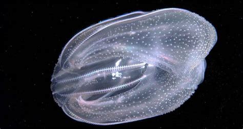 Comb Jellies Have An Anus That Only Exists When It's Needed