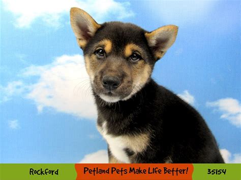 Shiba Inu-DOG-Male-Black Tri-Color-3191726-Petland Pets & Puppies ...