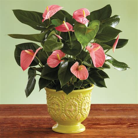 Pink Anthurium Plant | Order Tropical Flowers | Harry & David