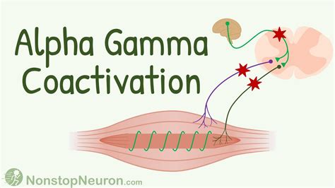 Αlpha Gamma Coactivation